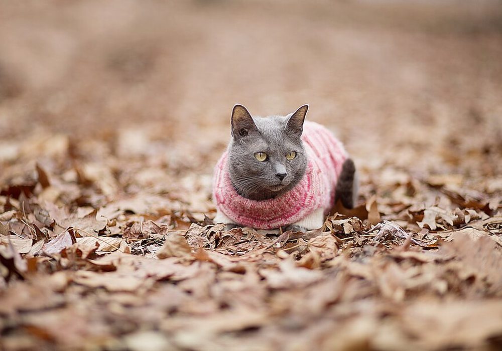 Кошка в вязаном свитере